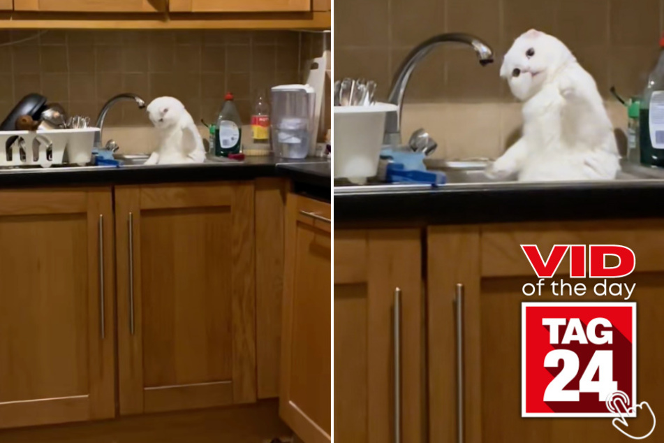 This adorable white kitty is completely obsessed with a leaky faucet in today's viral video!