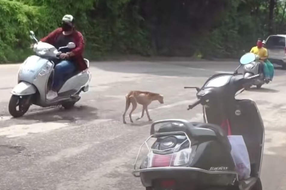 All alone and scared, the little dog roamed through the streets.