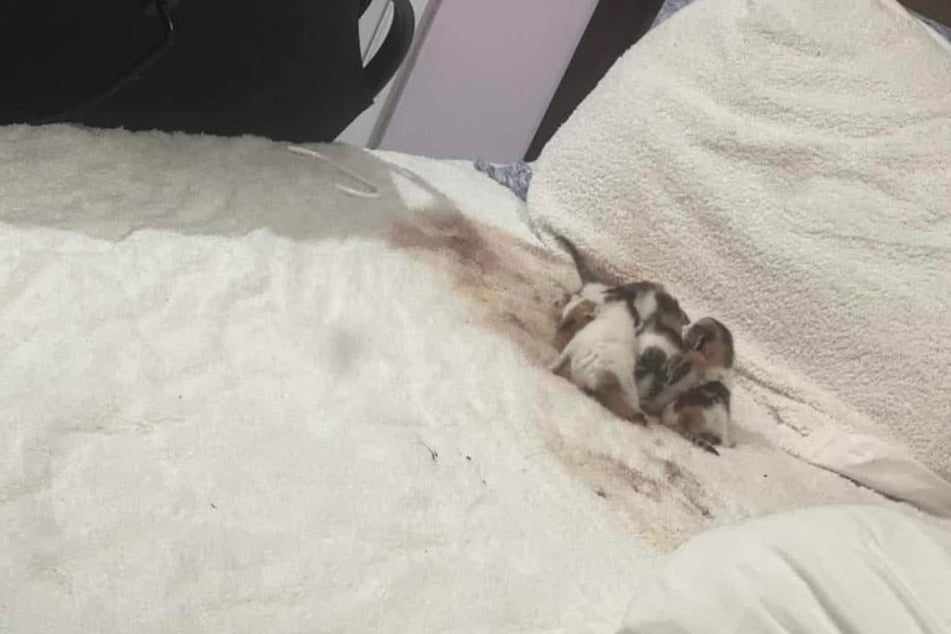 Pregnant cat breaks into a home to give birth in the Air Conditioning during heat wave