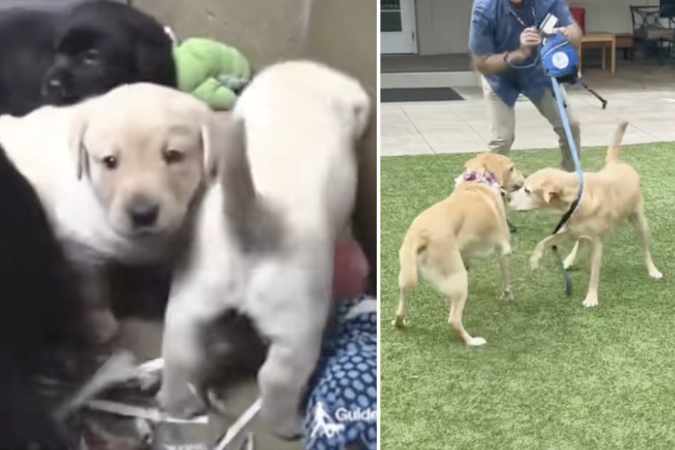 Service dog brothers joyfully reunite for the first time since they were puppies!