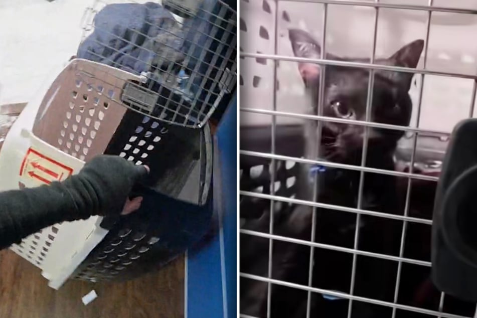 Cat disappears from home for several days – and rescuers can't believe where she turns up 