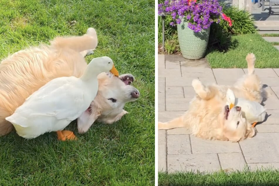 The female dog Barley suddenly became full of life again after the duck Louie moved in with them.