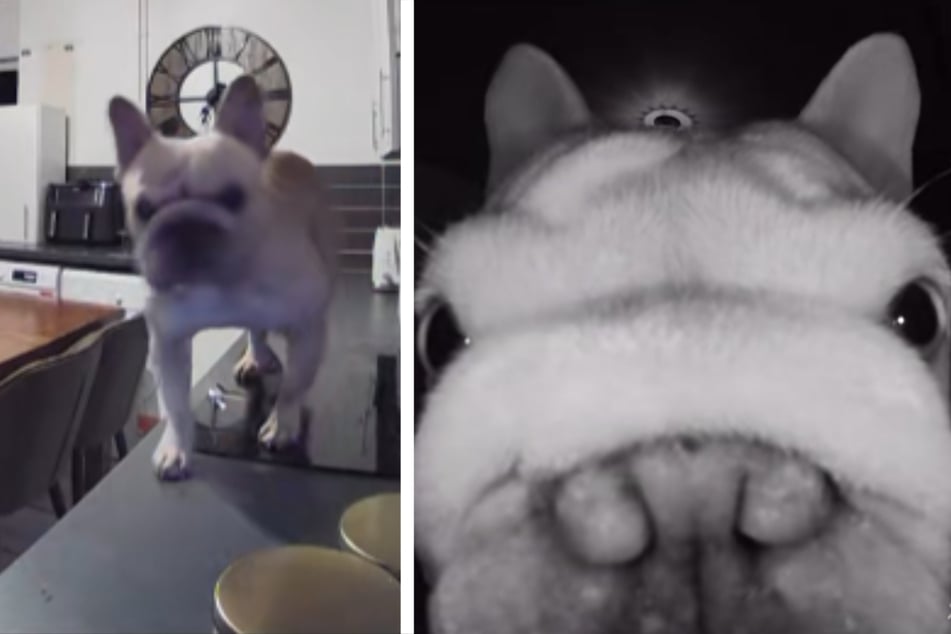 Dog goes mad with power on pet cam while his owners are away: "I’m the man of the house now"
