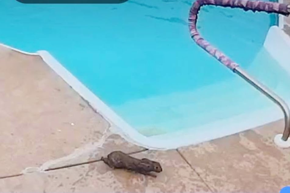 Carley Mae runs off after rescuing the rodent. Shortly after, the rabbit also makes a getaway.