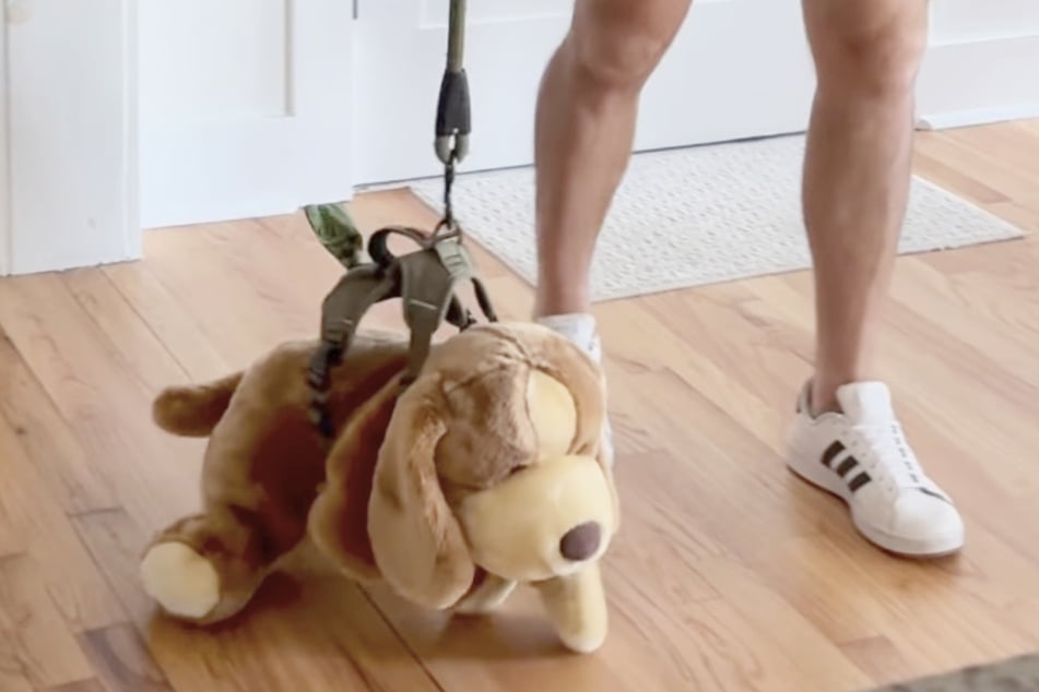 As soon as the stuffed dog has the harness on, Moose wants it too.