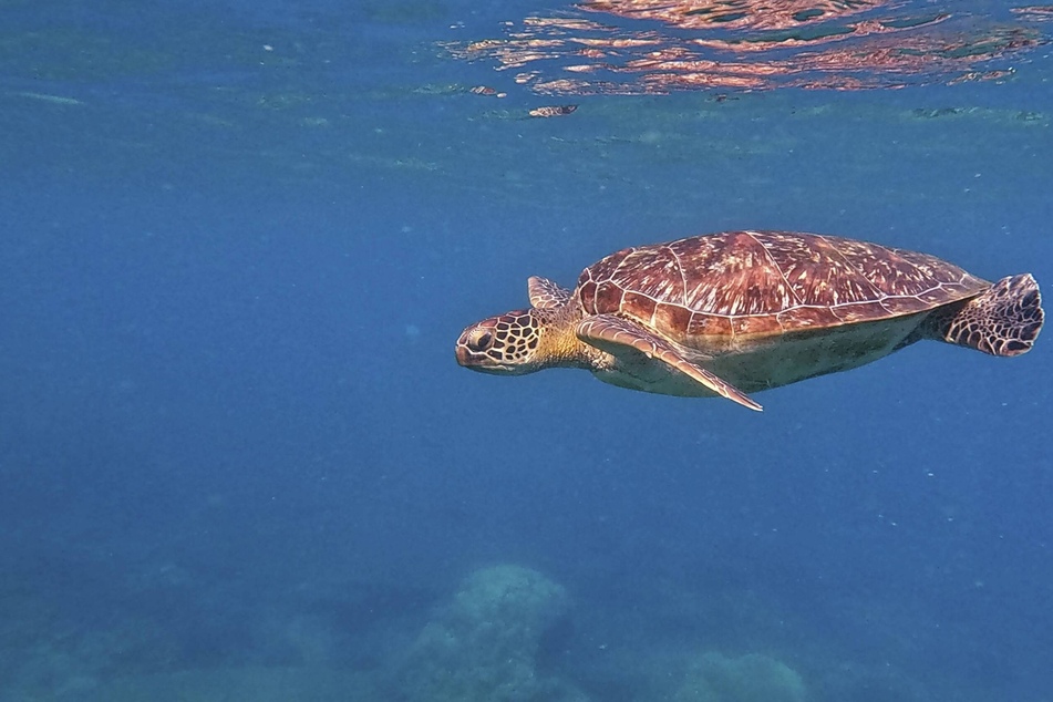 China accuses foreign entities of using "spy turtles" to fish for sea secrets