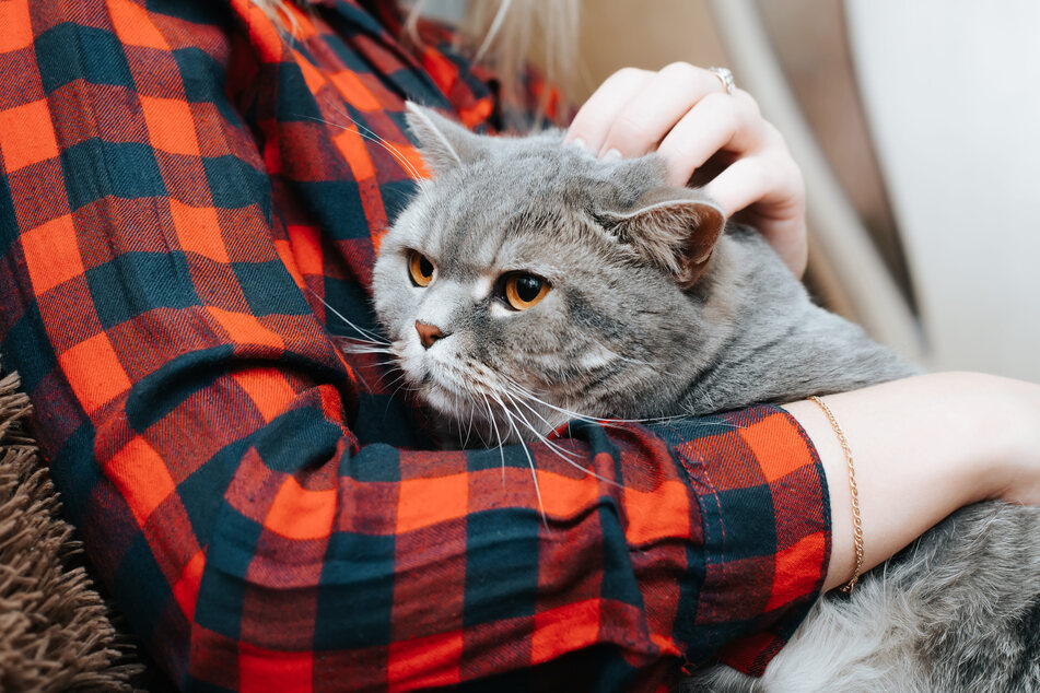 After years, there was a happy ending for Alfie the cat and his owner (stock image).