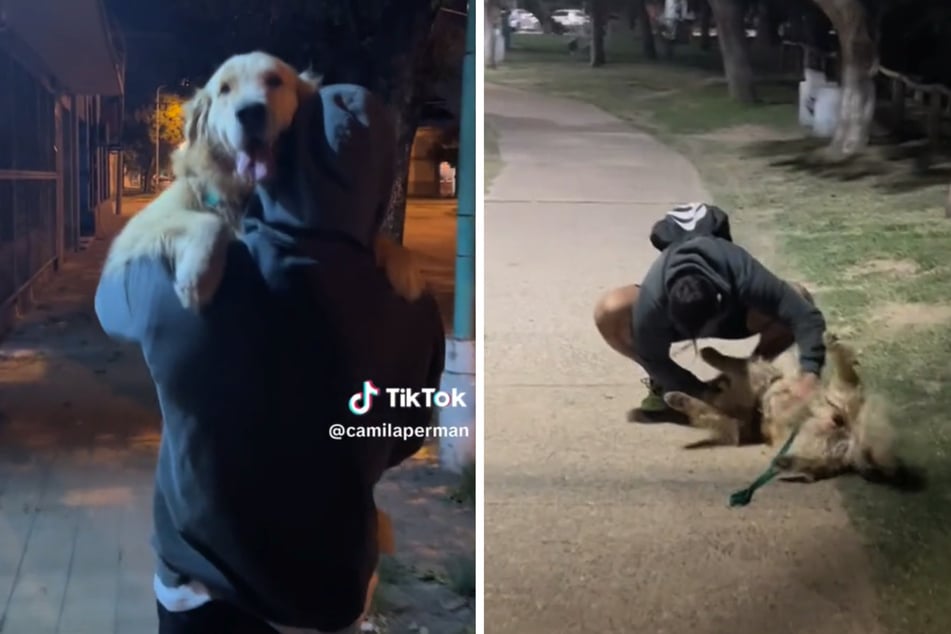 This golden retriever clearly isn't over her owner's ex, and it's adorable!