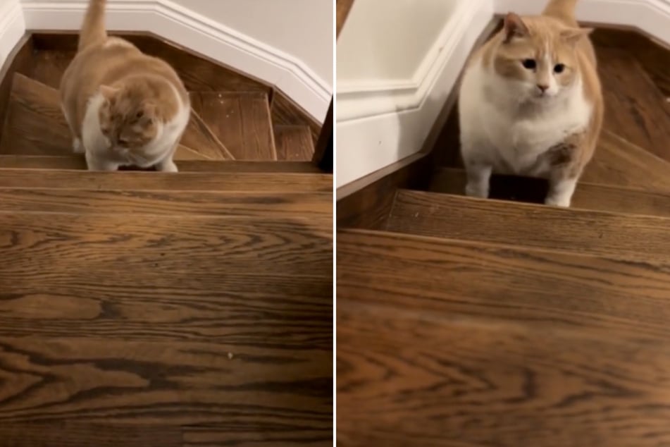 TikTokers are all about cheering on this fat cat!