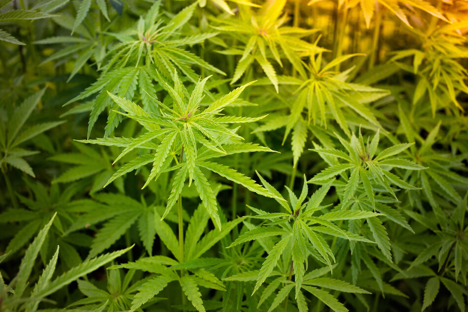 High-strength cannabis use increases risk of psychosis, study finds
