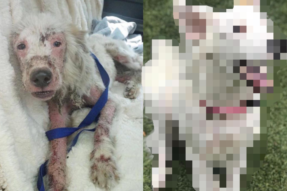 Mangy dog wandered the lonely streets until someone finally stepped in