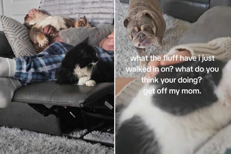 But at ten years old, the cat is no pushover and teases the Bulldog back.