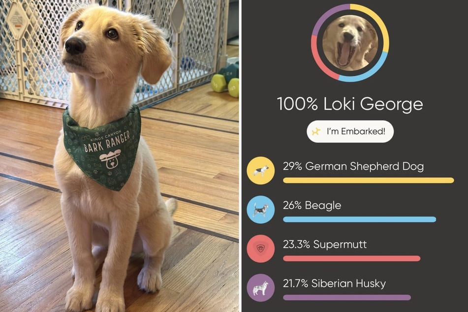 A DNA test made it clear: Loki is anything but a Golden Retriever!