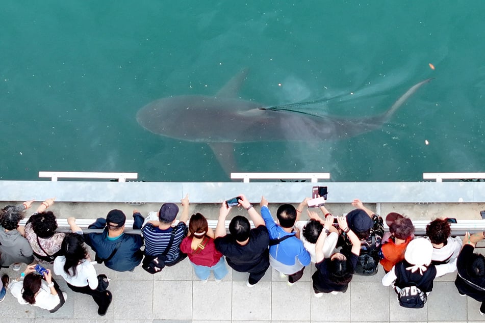 A 11.5-foot-long shark trapped in an artificial waterway in the southeastern port city of Busan, South Korea, has become a full-on celebrity! The shark has gone viral and is drawing crowds.