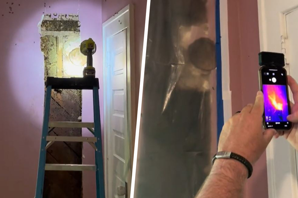 At least 50,000 bees are believed to live behind the wall of Ashley's family home.