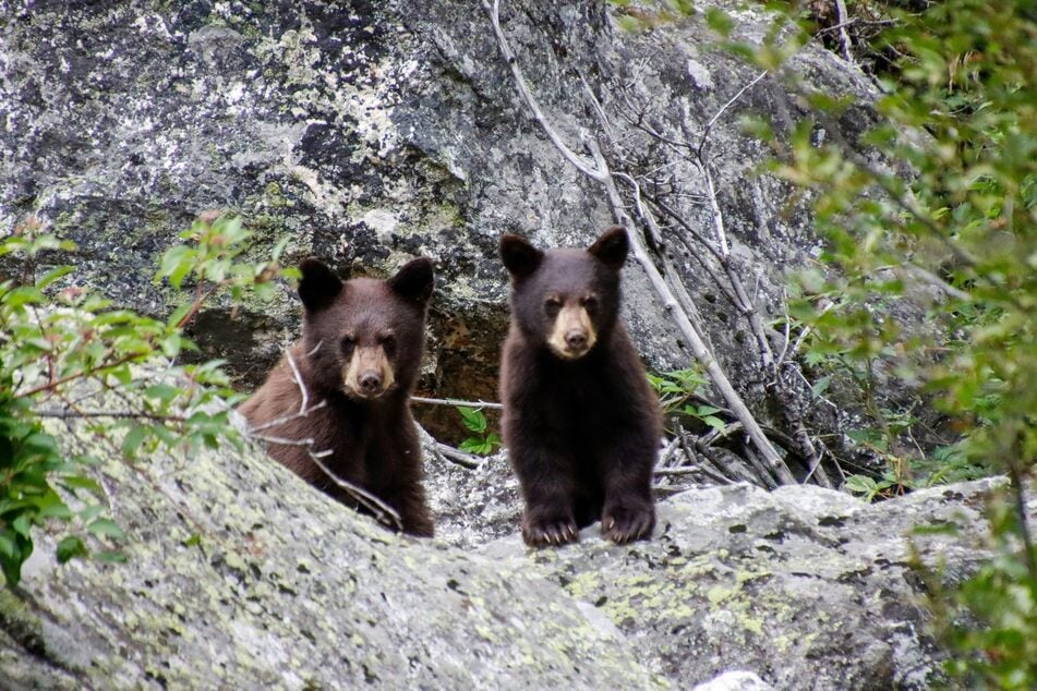 Bear sightings are increasing as bears are looking for food near humans. (Stock photo)