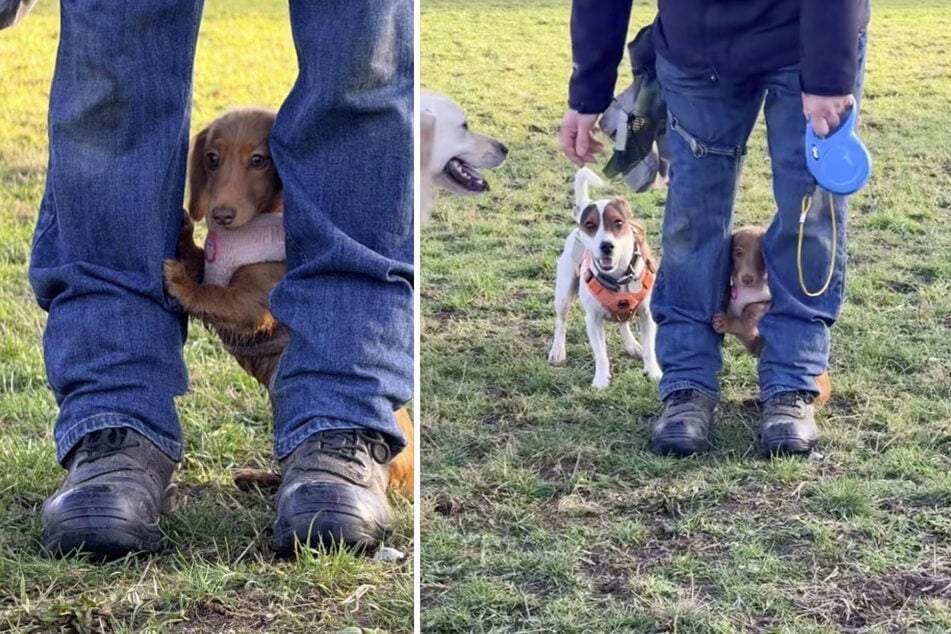 Mini dachshund Susan visited a dog park for the first time - and was a little overwhelmed.