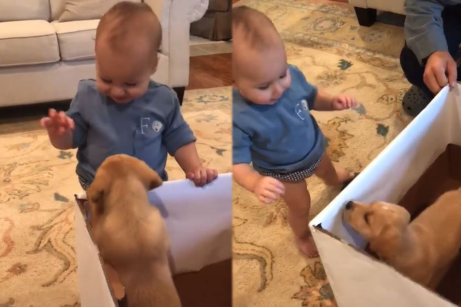 Toddler gets a puppy for his first birthday and his reaction is priceless