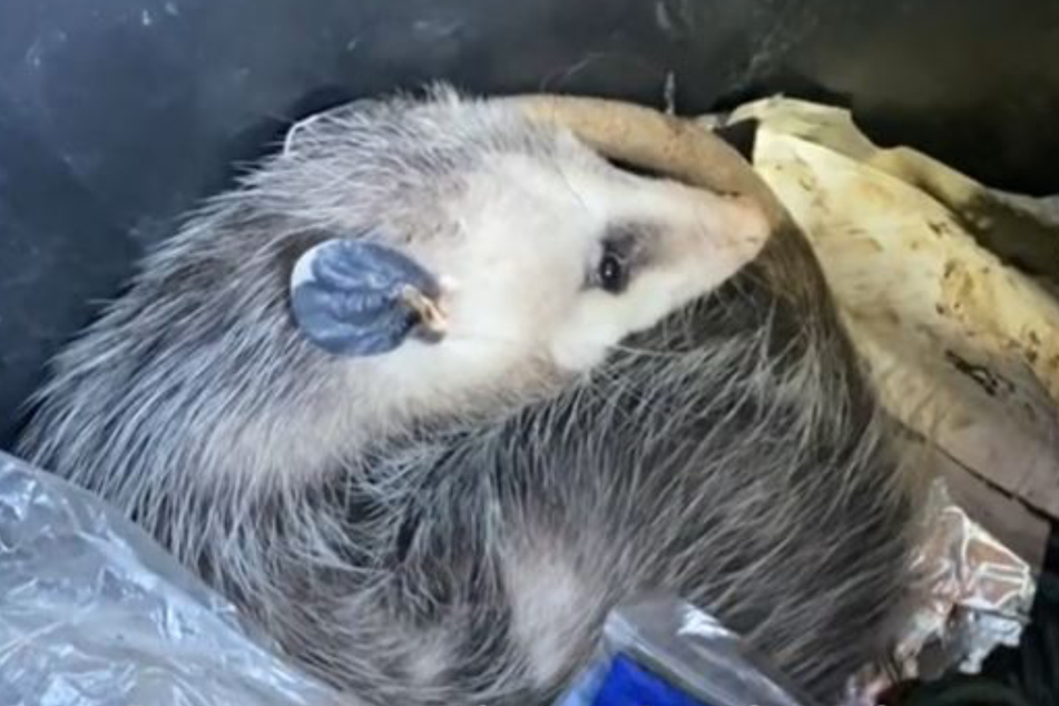 Opossum Richard Nibbler had made himself comfortable in the trash.
