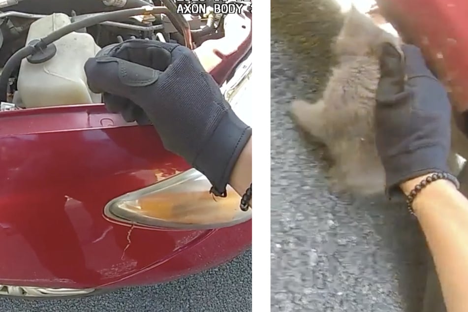 While the officers were trying to figure out how to reach the kitten, it fell out of the engine.