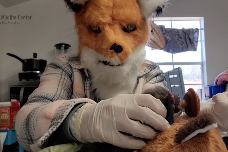 Melissa Stanley, Executive Director of the Richmond Wildlife Center, gets foxy to feed a baby fox kit.