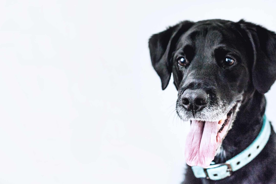Can dogs understand us? New study sheds light on canine intelligence