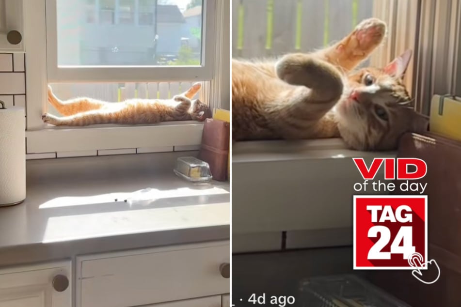 Viral Video of the Day for May 17, 2025: Cat shows off favorite windowsill relaxation spot on TikTok!