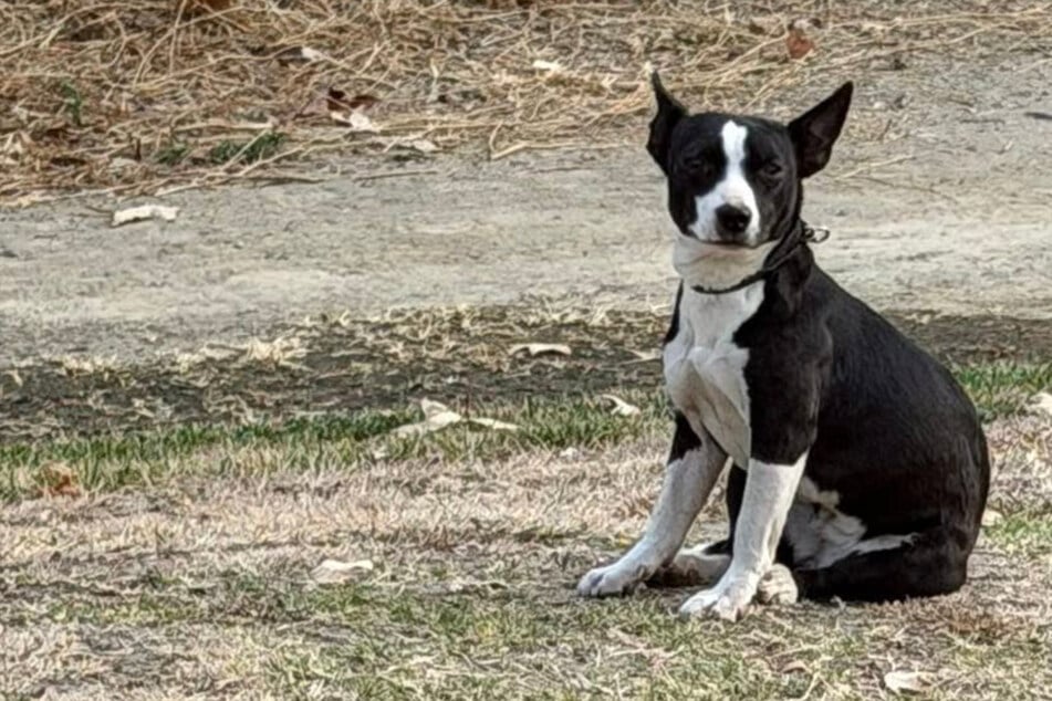 Scared dog refuses rescue efforts after surviving alone for months: "It was heartbreaking to watch"