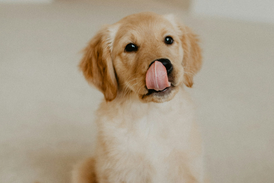 The golden retriever is the king of all dog breeds, and significantly low maintenance.