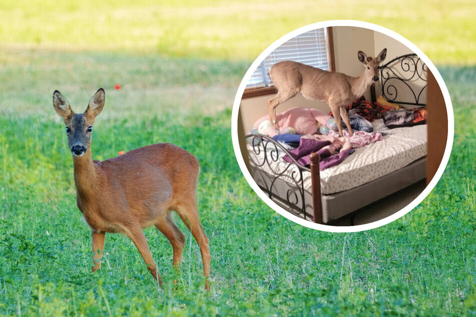 It's not every day that you have animals as sleeping guests. (symbolic image)