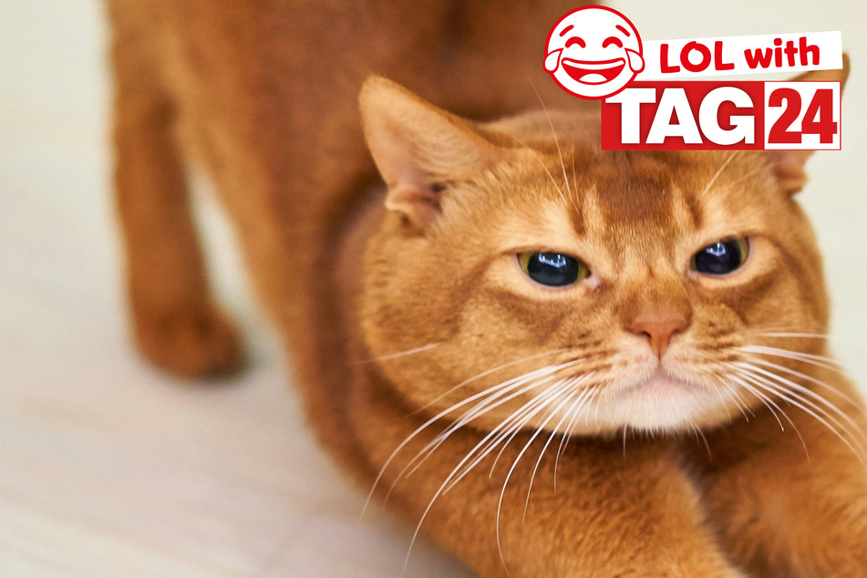Joke of the Day for December 9, 2023: Get your funny on for Caturday