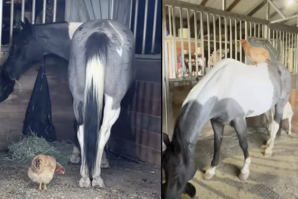 Fortunately, the horse took care of the chicken and both quickly bonded.