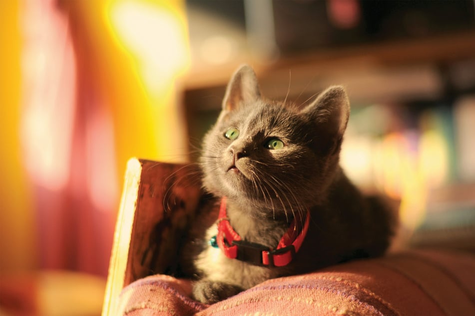 Is there anything sweeter, friendlier, and happier, than a Russian blue cat?