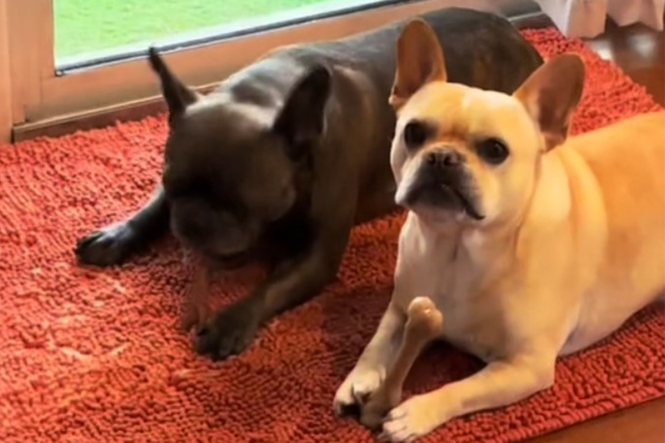 Dogs get caught staging a prison break in hilarious viral video!