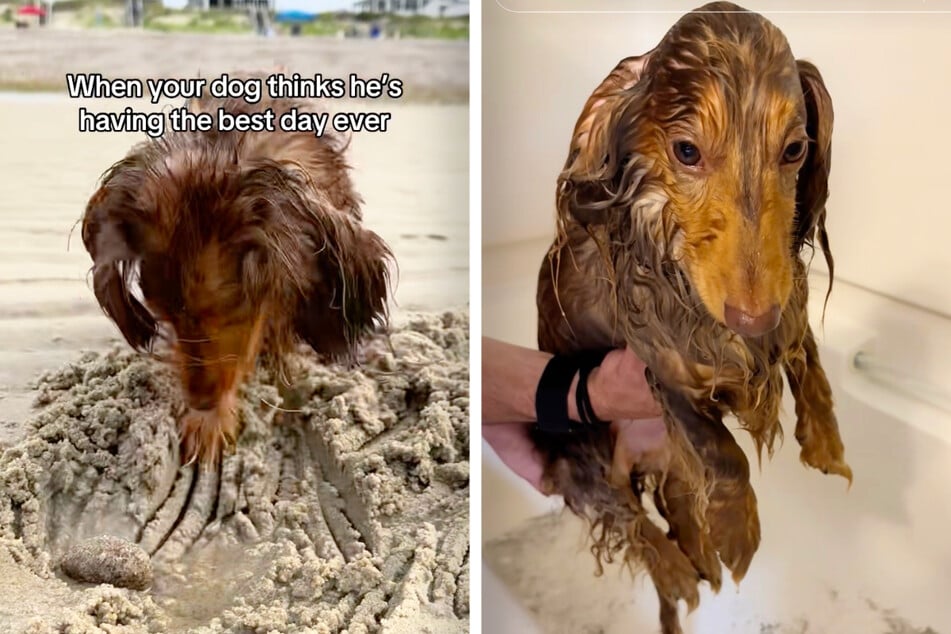 Roswell the dachshund loves the beach... but not the bath that comes after it.