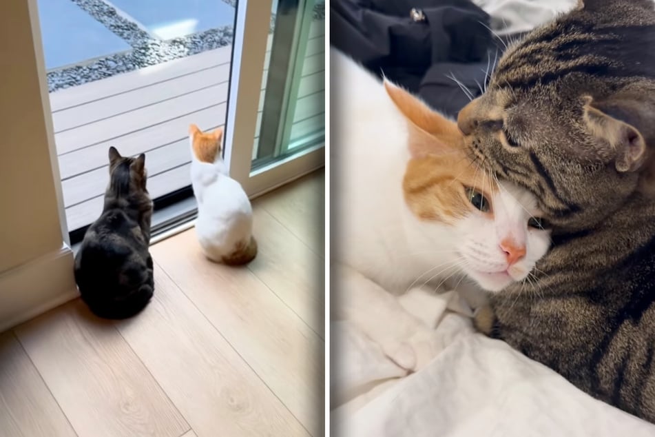 Plot twist! At the end of the clip, cats Princess and Chase turn out to be besties.