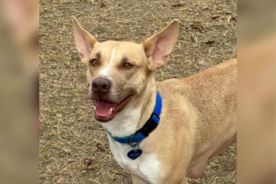 This young mama dog is still looking for a forever home!