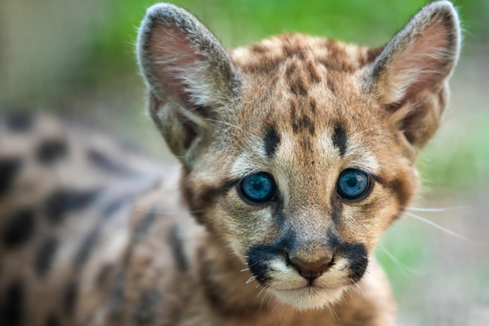 Summer of kittens: California sees mountain lion baby boom