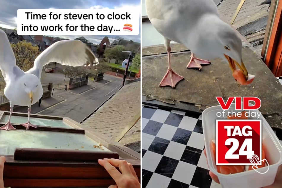 Viral Video of the Day for May 28, 2026: Seagull obediently follows command for food!
