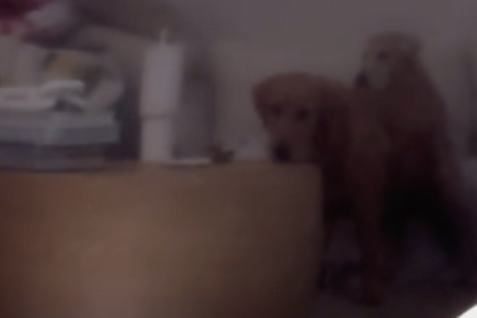 Vino the dog recently watched something frightening on his family's television... a reflection of himself!