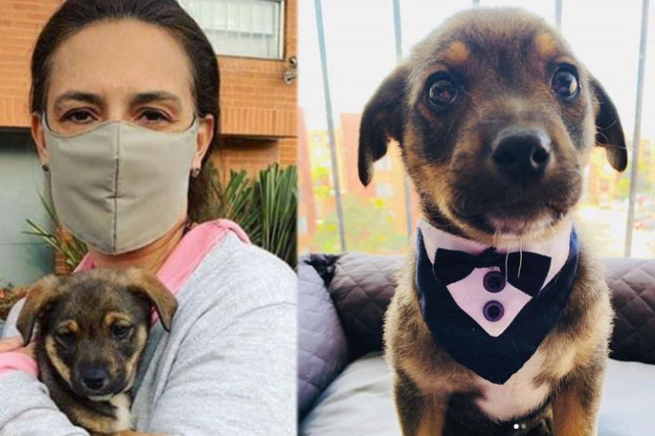 All dressed up and no place to go: puppy in tux stood up by new owner