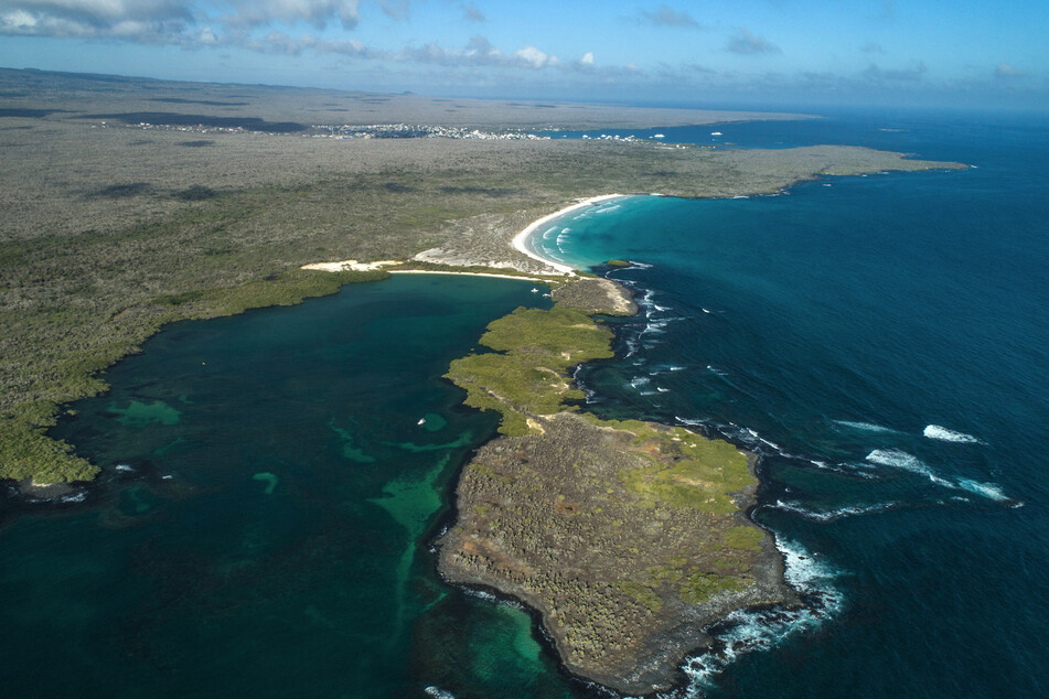 The new octopus was discovered on the ocean floor near the Galapagos Islands.
