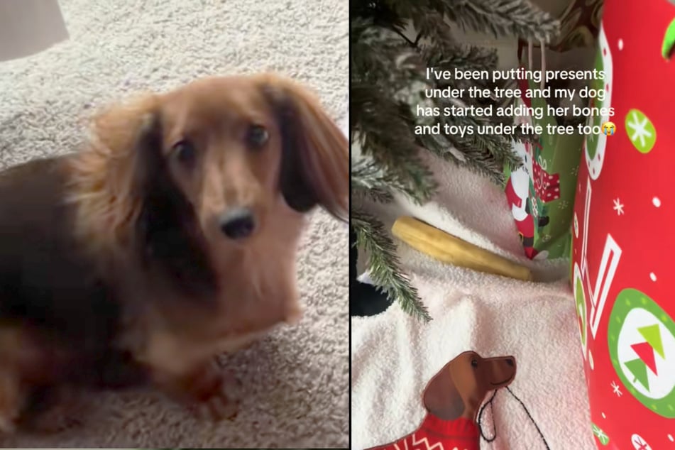 Rory the Dachshund wanted to contribute to the Christmas magic and put a bone under the Christmas tree.