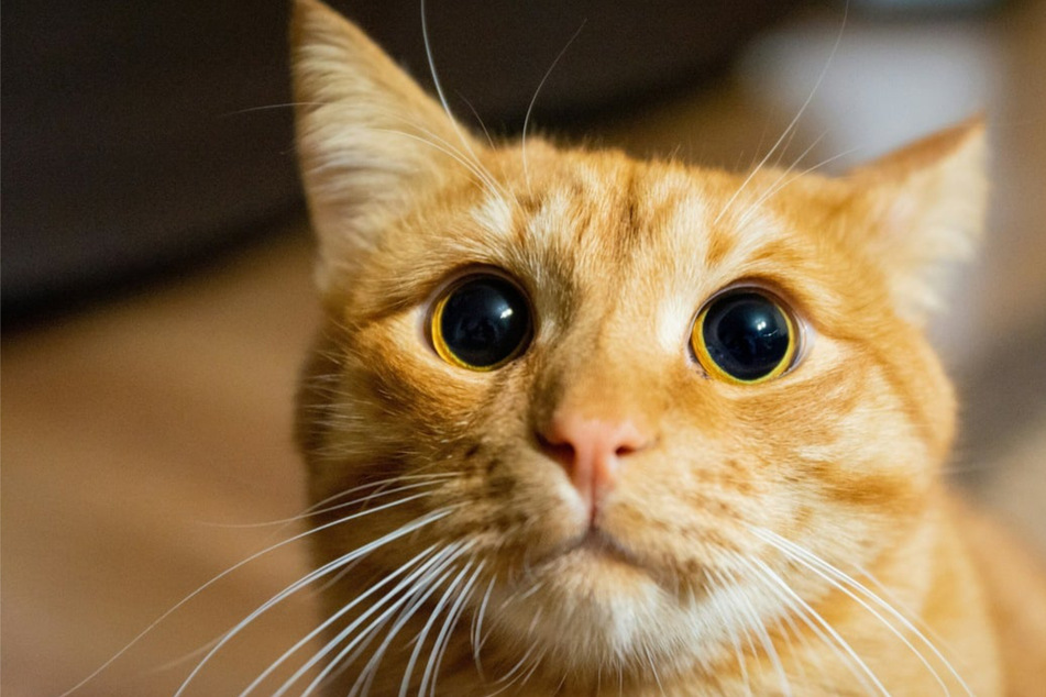 Darkness, excitement, or illness: why does my cat have dilated pupils?