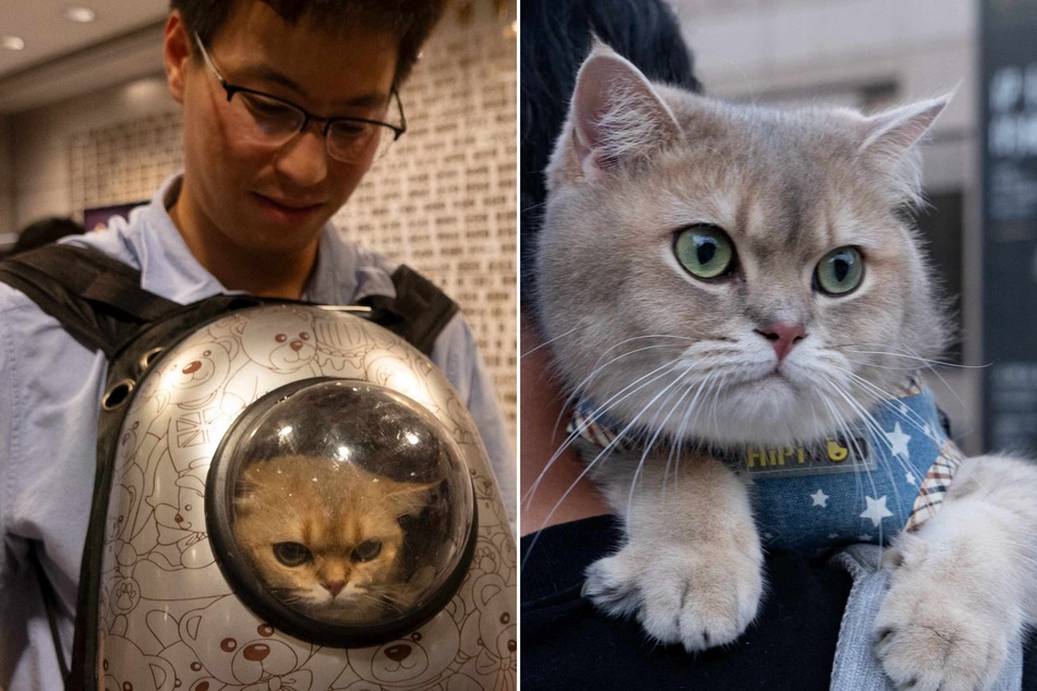 As the guests of honor filed in, perched on shoulders or peering out of handbags, they had their vaccination and insurance records checked before they were transferred into a fleet of specially designed kitten-eared strollers.