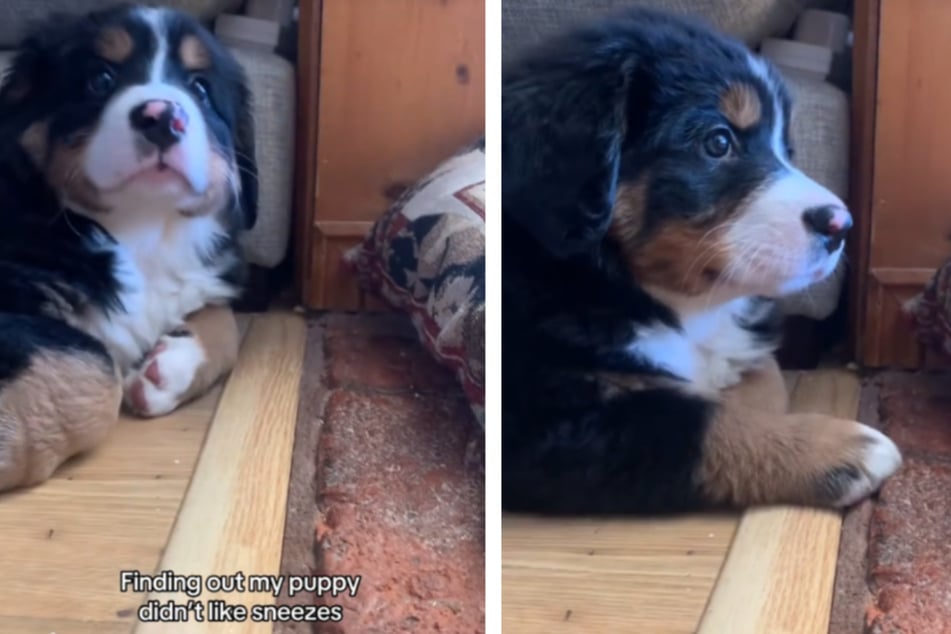 Puppy has the funniest reaction to hearing her owner sneeze for the first time!