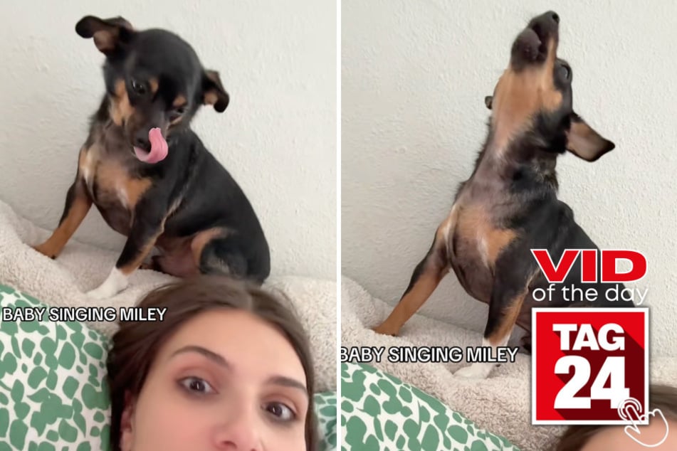 This chiweenie nudges his owner when he's ready to sing – and his Miley Cyrus duet is melting hearts online!