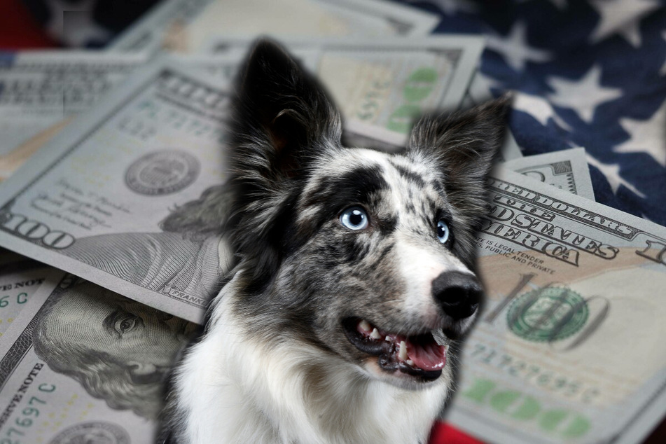 Millionaire mutt: border collie inherits a fortune from departed owner