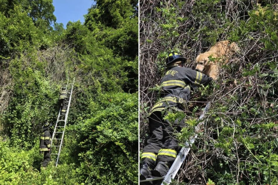 How did that happen? The four‑legged Bentley got lost in a treetop in Pennsylvania...