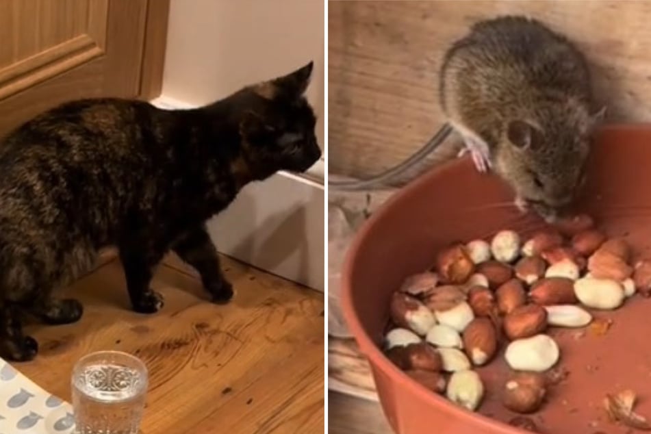 Cat drags live mouse home, but it's not what you think: "It's giving Tom and Jerry"